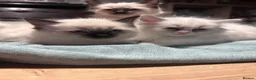 Ragdoll cats for sale: Ragdoll kittens for sale - Advert 11