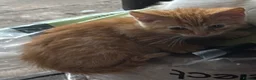 Bengal cats for sale: Ginger Bengal boy kittens ready to go  - Advert 2