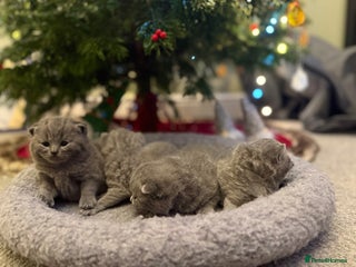 British Shorthair cats 💙 Beautiful British Shorthair Blue Kittens 💙 - Advert 1
