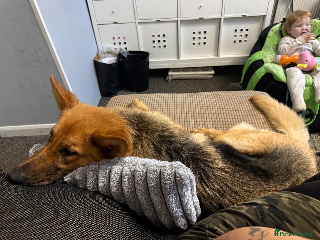 German Shepherd dogs for sale: German shepherd girl  - Advert 1