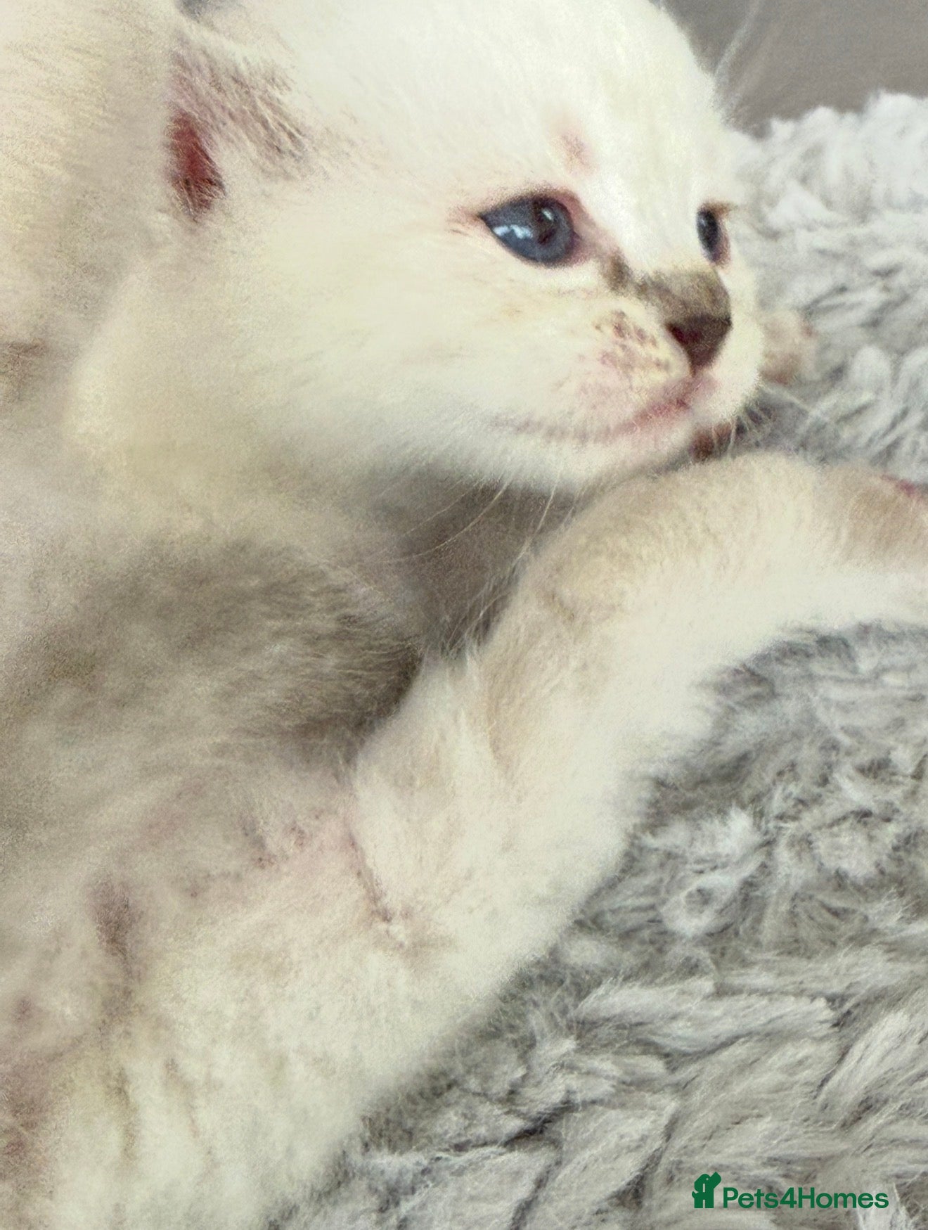 Ragdoll cats Lovely Ragdoll looking for lovely family - Advert 1