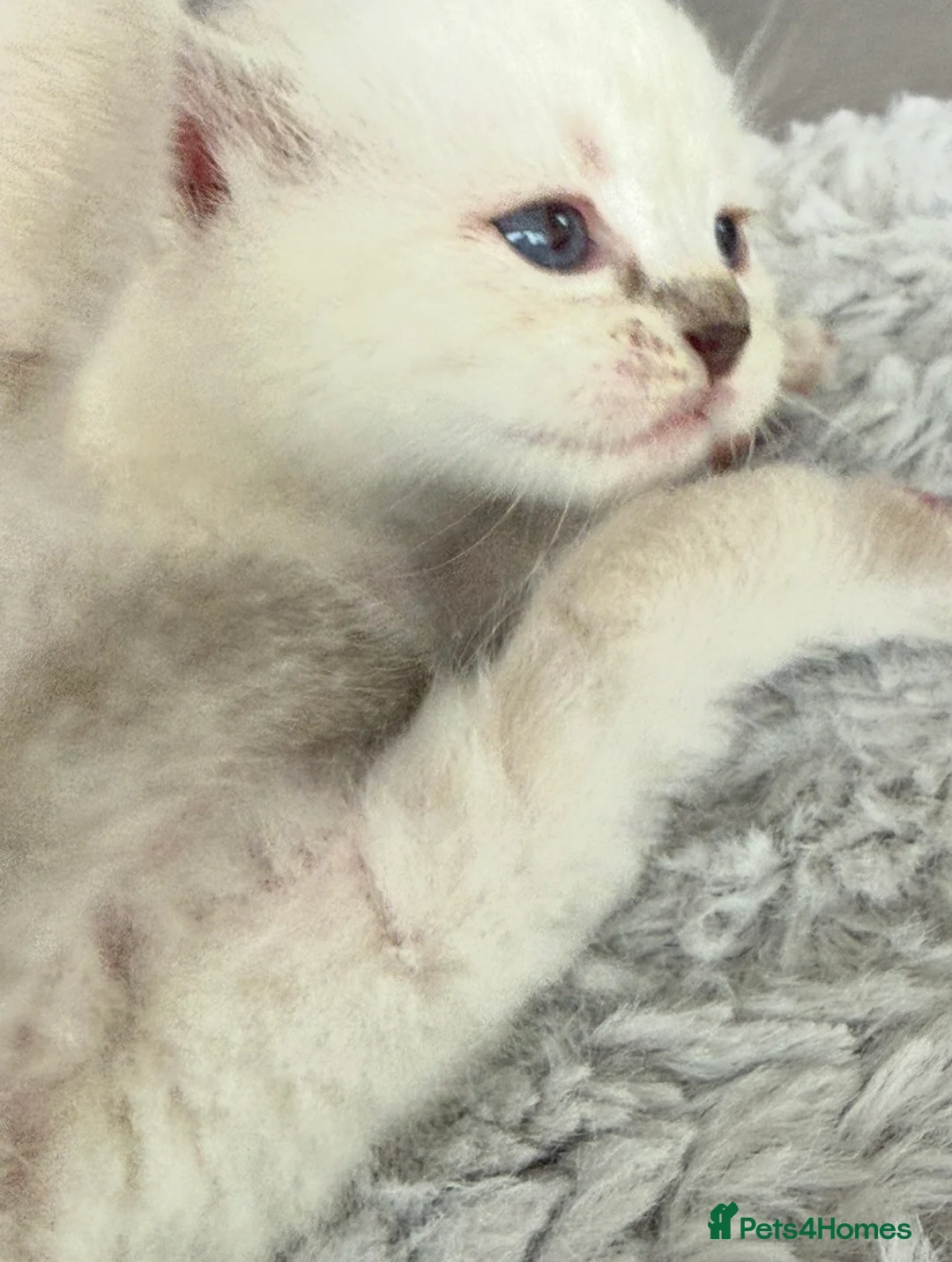 Ragdoll cats for sale: Lovely Ragdoll looking for lovely family - Advert 1