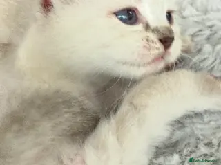 Ragdoll cats Lovely Ragdoll looking for lovely family - Advert 1