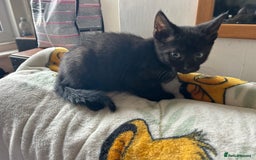 Mixed Breed cats for sale: Kittens - Image 12