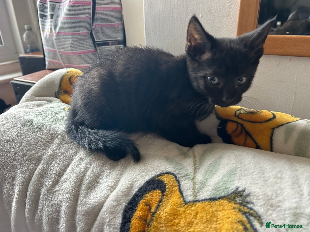 Mixed Breed cats for sale: Kittens - Image 12