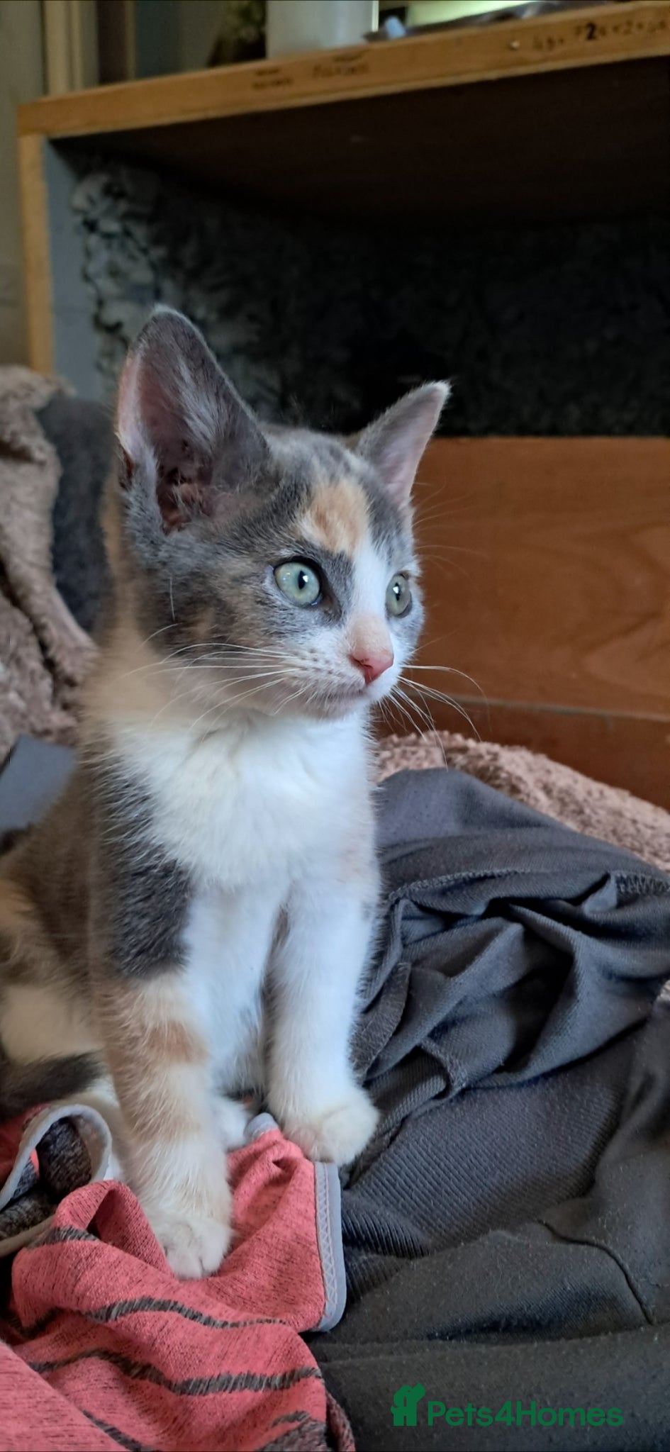 Mixed Breed cats **Only 3 available!** - Advert 6