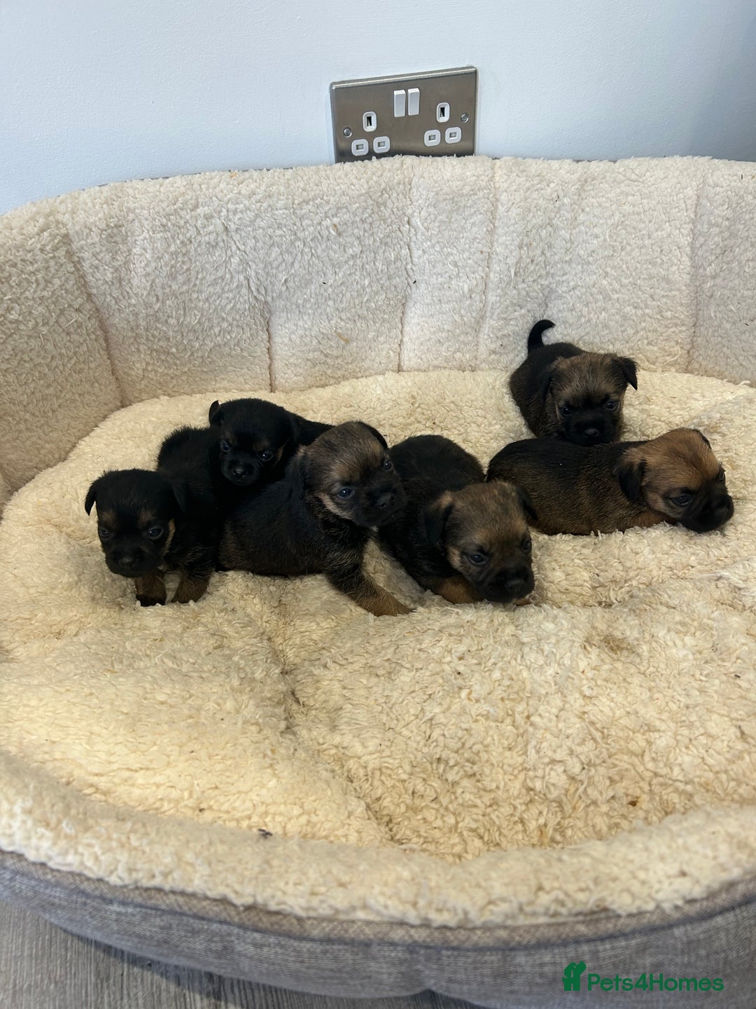 Border Terrier dogs for sale: Slem clear Kc registered Border terrier puppies - Advert 12