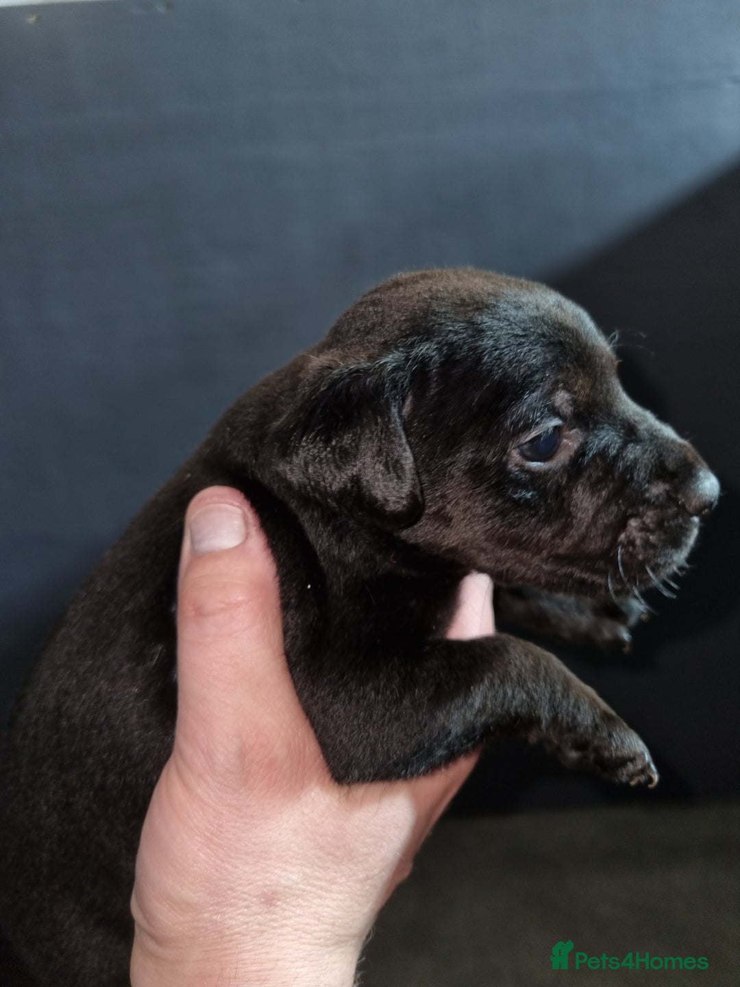 Patterdale Terrier dogs for sale: PATTERDALE PUPS FOR SALE (Nutall lines) - Image 9