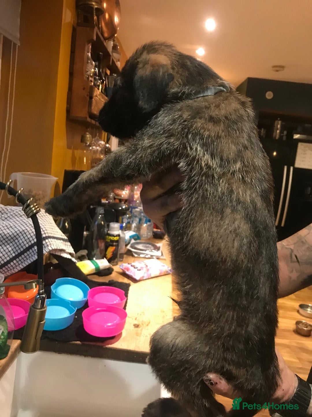 Lurcher dogs for sale: Old skool lurchers 1 boy deer/grey/wheaten/grey - Image 4