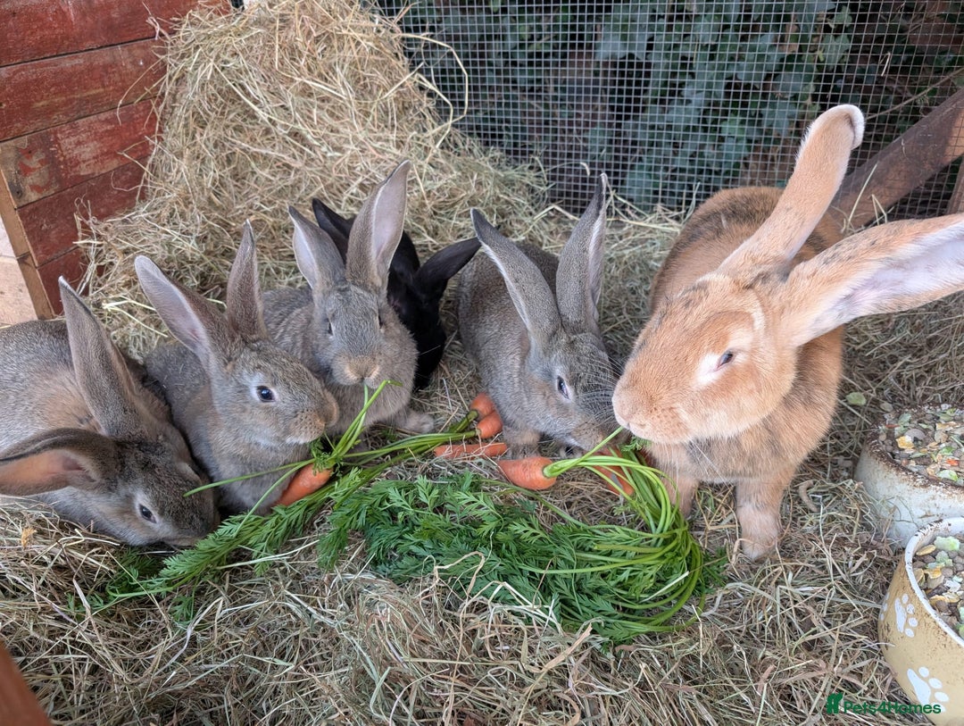 Continental Giant rabbits for sale: Pure Continental Giant Kits - Advert 7