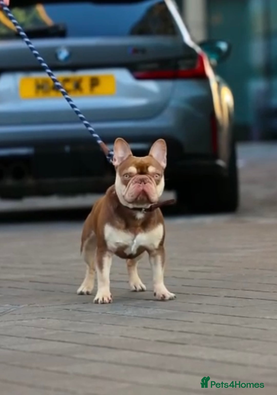 French Bulldog dogs for sale: French Bulldog Puppies for Sale Top Quality,  - Image 23