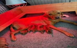Labrador Retriever dogs for sale: KC Red fox Labrador retrievers  - Image 1