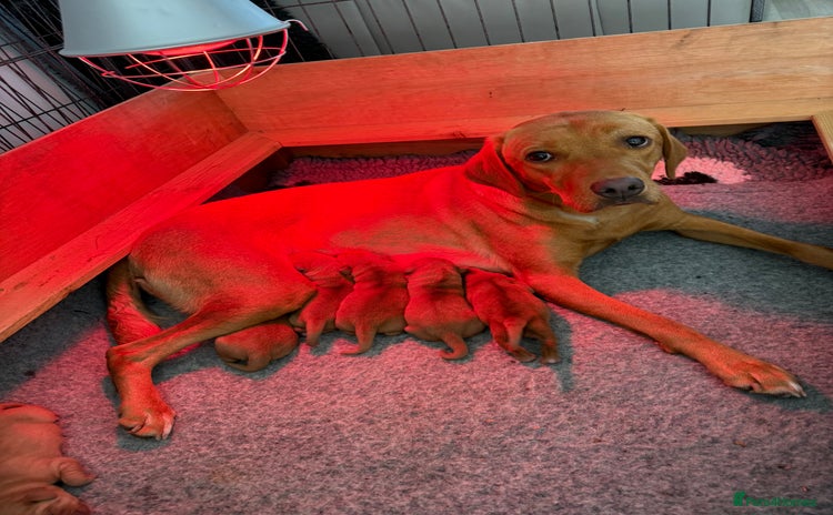 Labrador Retriever dogs - Advert 13