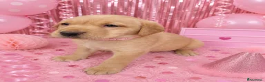 Baby pink 
