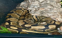 Python Snake reptiles for sale: Enchi Ball/ Royal Python - Image 2