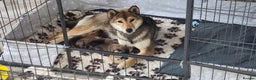 Japanese Shiba Inu dogs for sale: Curfts Qualified Stud For Sale - Very Experienced - Advert 8