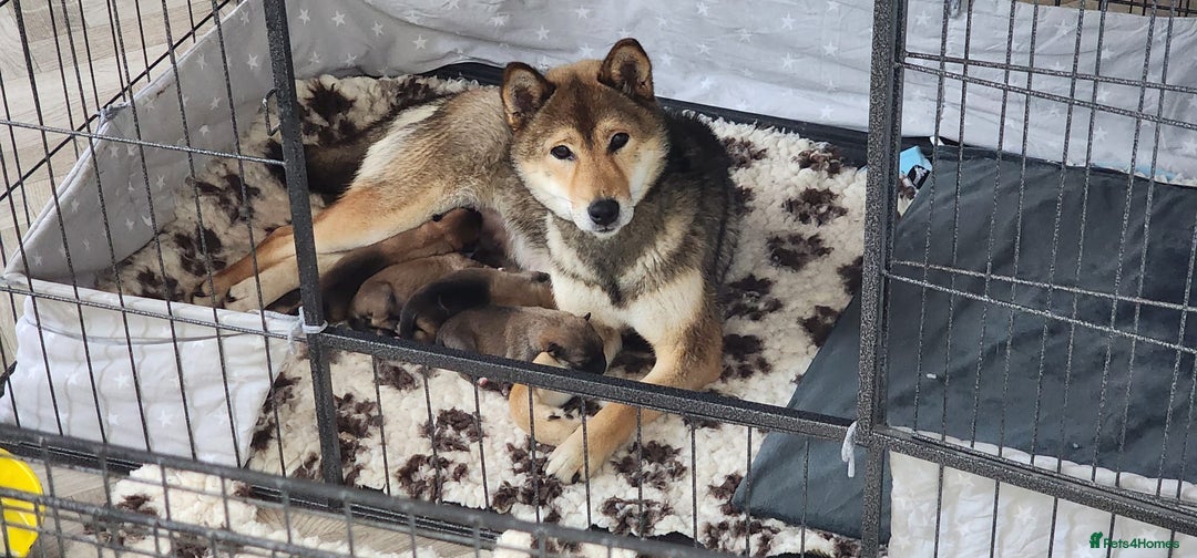 Japanese Shiba Inu dogs for sale: Curfts Qualified Stud For Sale - Very Experienced - Advert 8