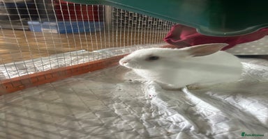 Mini Lop rabbits - Advert 12