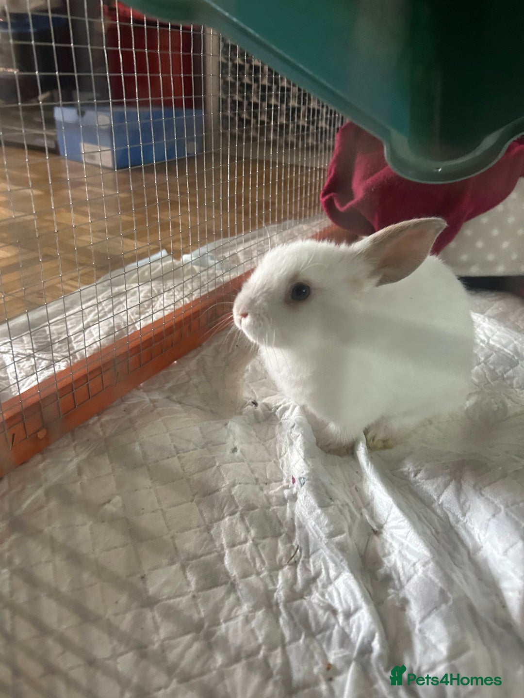 Mini Lop rabbits for sale: Two Beautiful Mini Lop Brothers, with hutch & run - Image 2