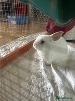 Mini Lop rabbits - Advert 9