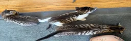 Mixed Breed cats for sale: Beautiful Bengal x Domestic Short Hair Kittens 🐾 - Advert 15