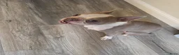 Boston Terrier dogs for sale: Re homing boston terrier  - Advert 2