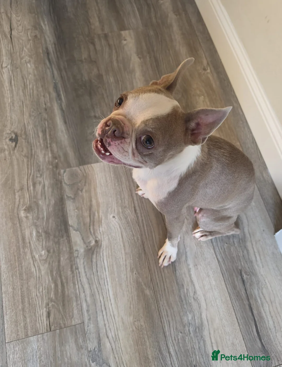 Boston Terrier dogs for sale: Re homing boston terrier  - Advert 2