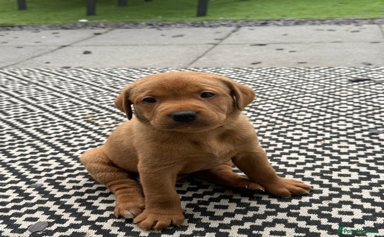 Labrador Retriever dogs - Advert 15
