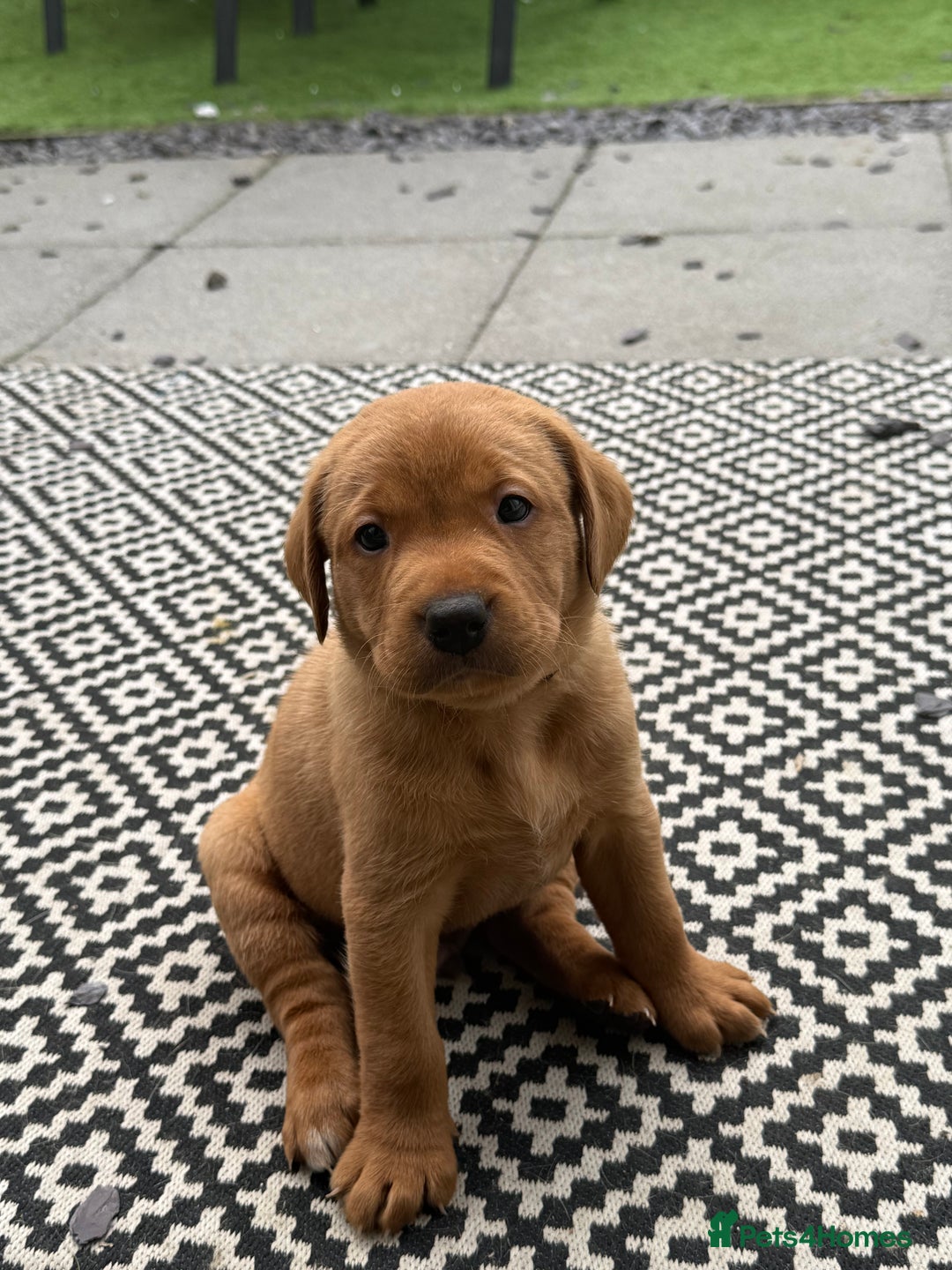 Labrador Retriever dogs for sale: KC Red fox Labrador retrievers  - Image 5
