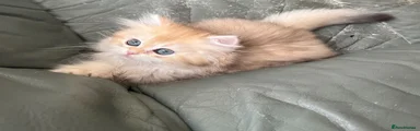 British Longhair Ay12