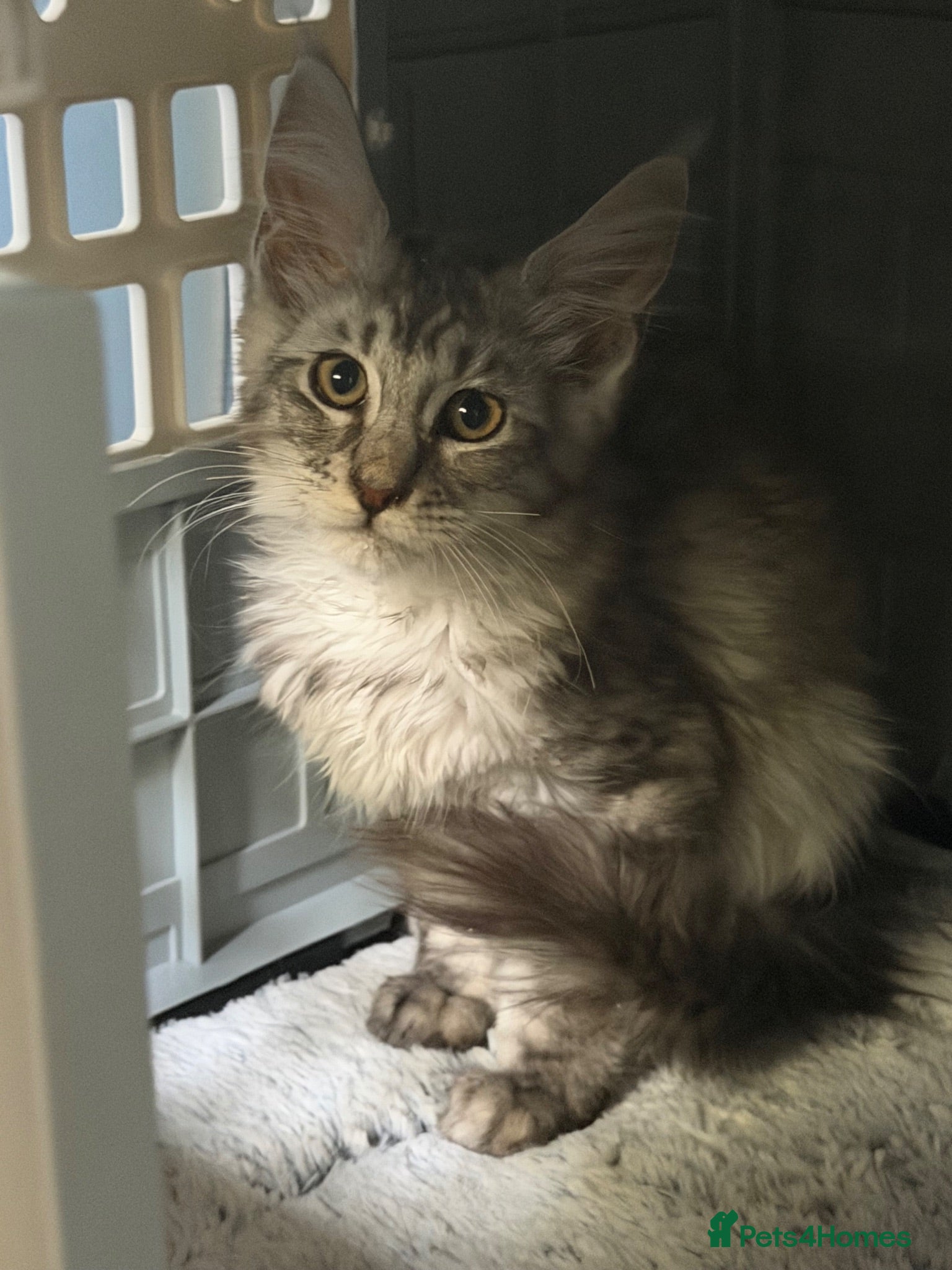 Maine Coon cats Absolutely Stunning Silver Maine Coon Kitten TICA - Advert 1