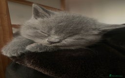 British Shorthair cats for sale: •Blue BSH Kittens – Ready Now . Last kitten left  - Image 13