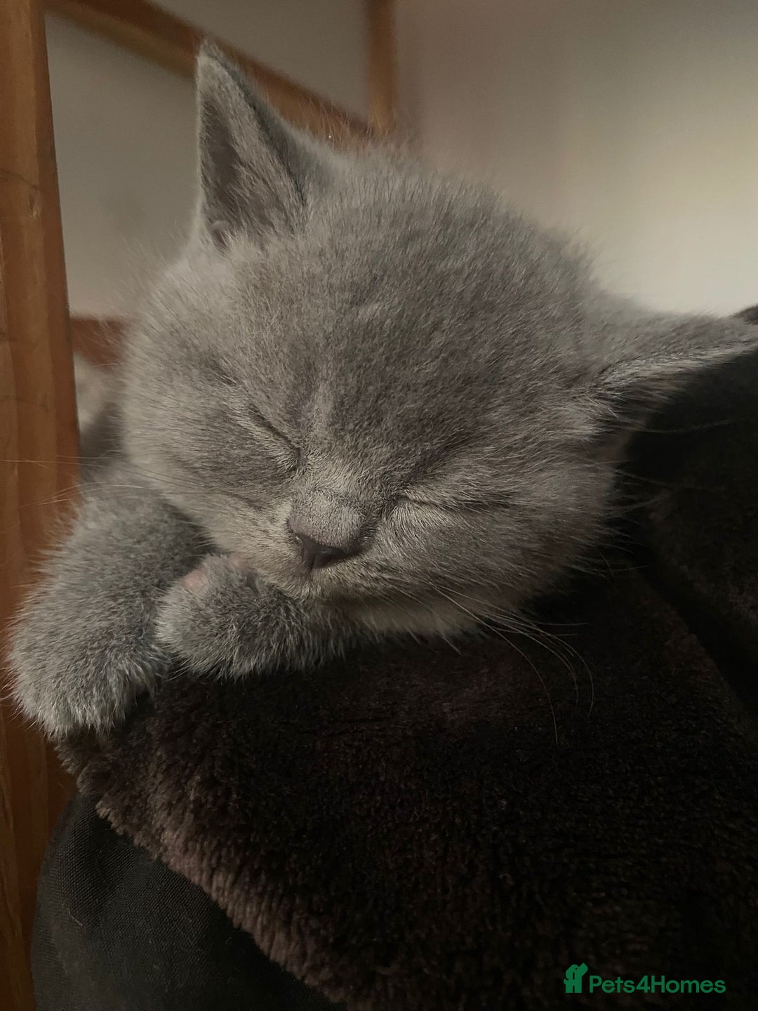 British Shorthair cats for sale: •Blue BSH Kittens – Ready Now . Last kitten left  - Image 13