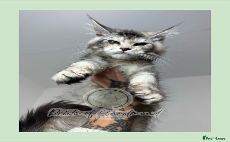 Maine Coon cats - Advert 5
