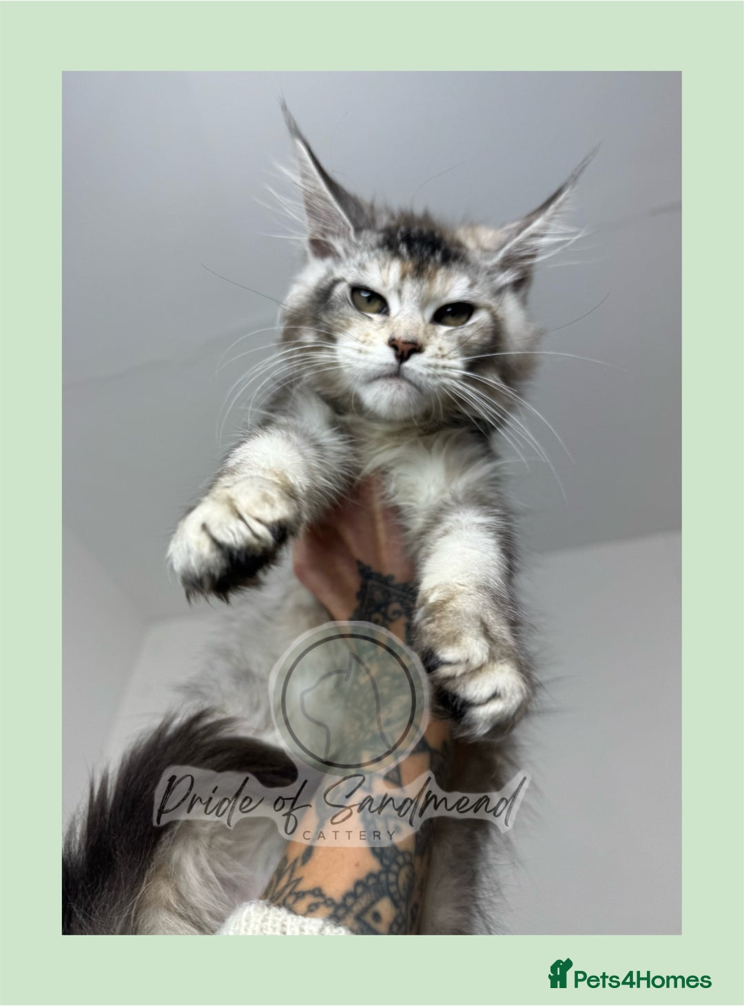 Maine Coon cats for sale: Russian Import Maine Coon Kittens  - Advert 13