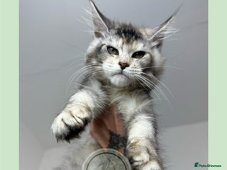 Maine Coon cats - Advert 14