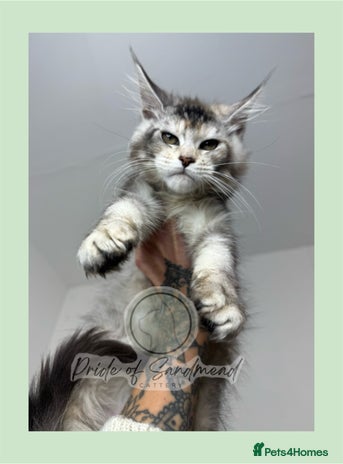 Maine Coon cats - Advert 3