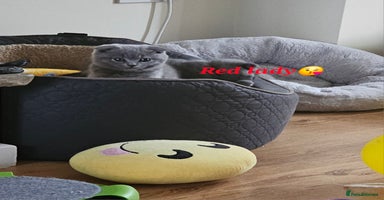 Scottish Fold cats - Advert 8