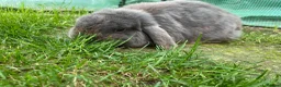 Mini Lop rabbits for sale: 💙 blue mini lop male 💙 - Advert 2