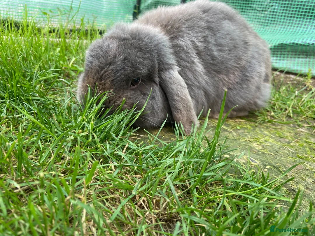 Mini Lop rabbits for sale: 💙 blue mini lop male 💙 - Advert 2
