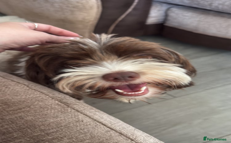 Chipoo dogs - Advert 1