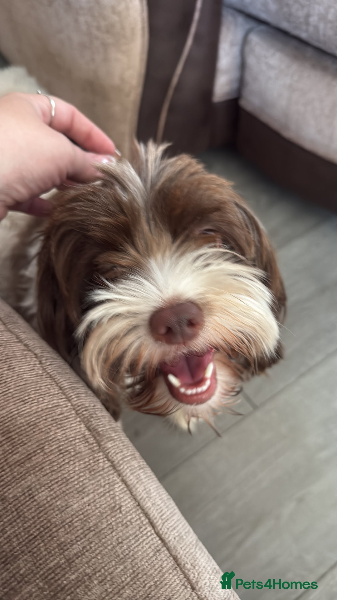 Chipoo dogs for sale: Chipoo puppies - Image 1