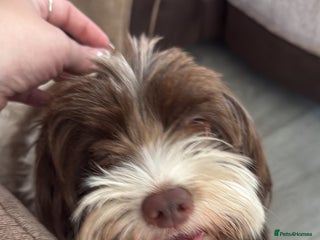 Chipoo dogs - Advert 1