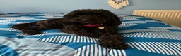 Cockapoo dogs for sale: Merle Cockapoo Pups - Ready Now - Advert 4