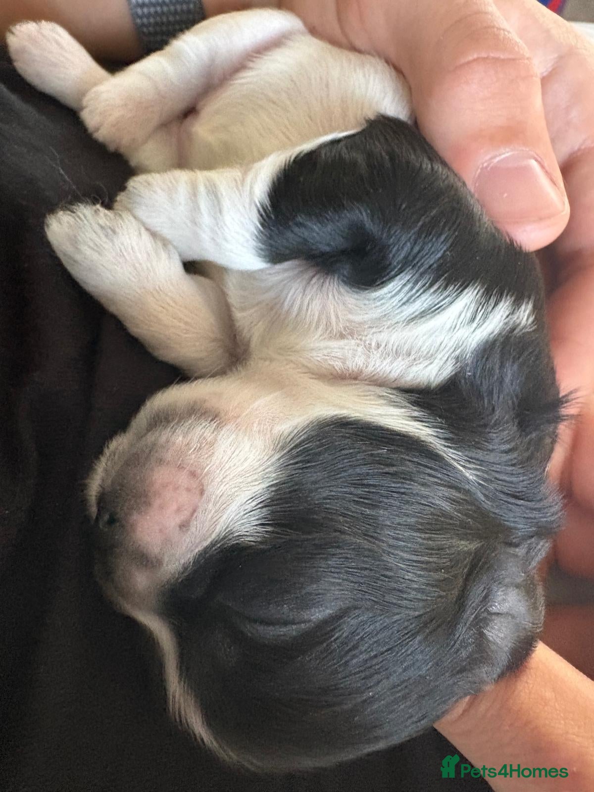 Shih Tzu dogs for sale: Shih Tzu Puppies From Small Imperial-Type Mum - Advert 9