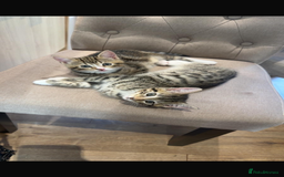 Mixed Breed cats for sale: 2 Female Kittens (6 months) - Image 1