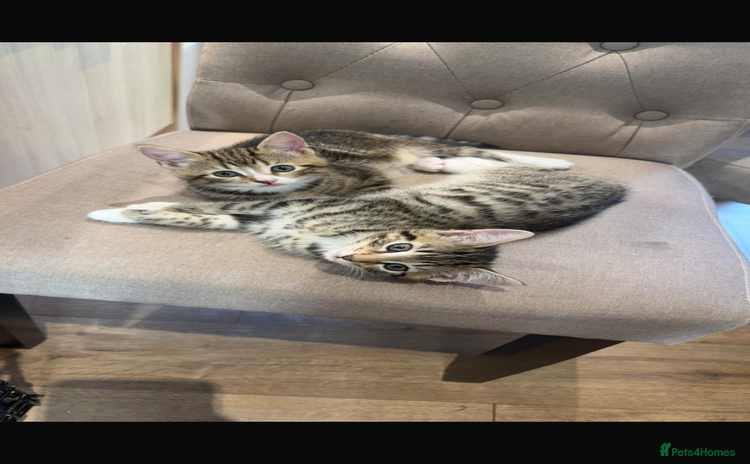 Mixed Breed cats - Advert 4
