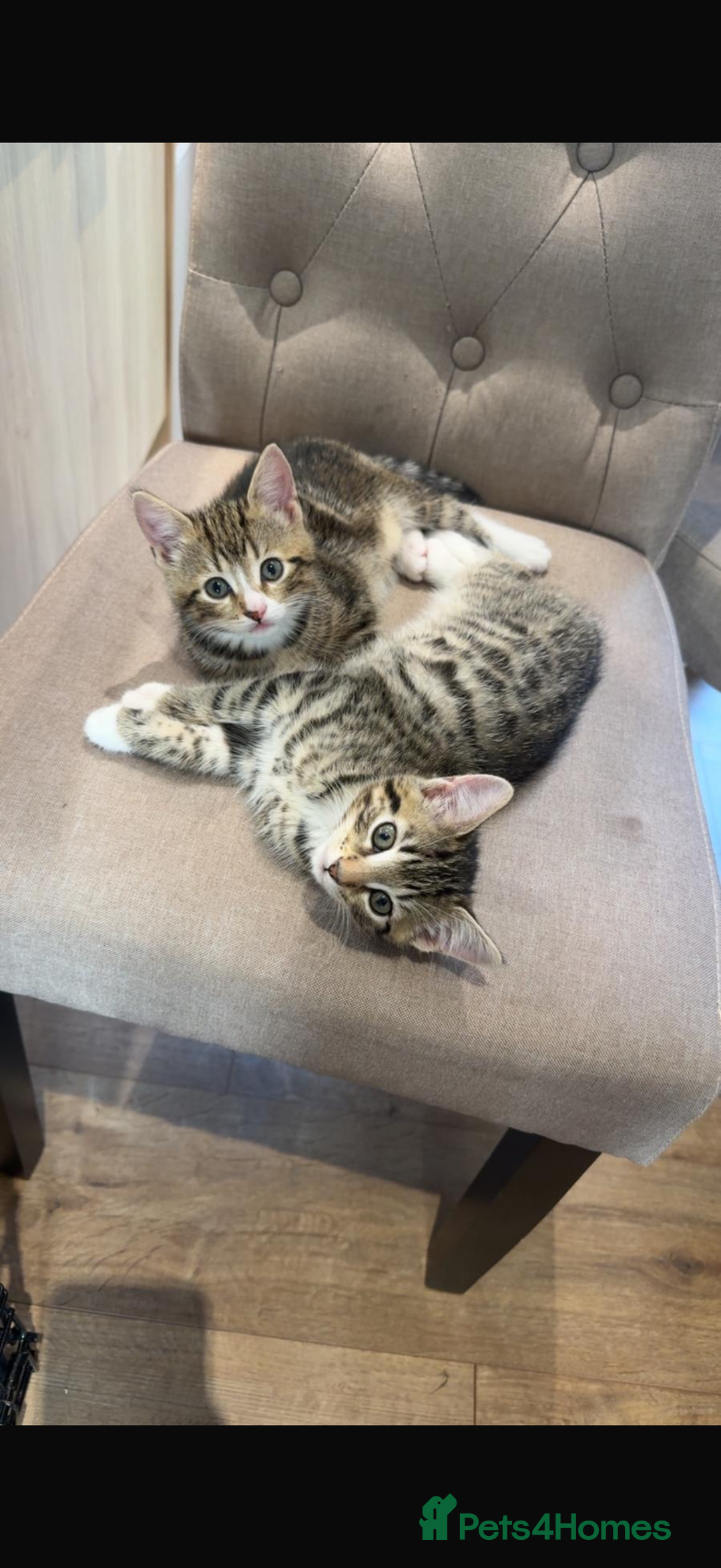 Mixed Breed cats for sale: 2 Female Kittens (6 months) - Image 1