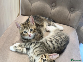 Mixed Breed cats - Advert 27