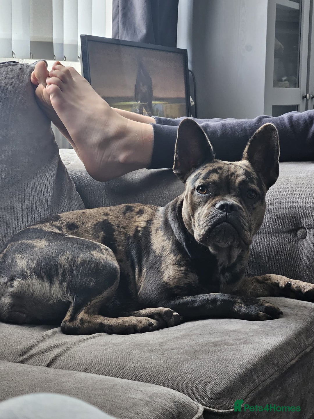 Mixed Breed dogs for sale: Frenchie x - Image 1